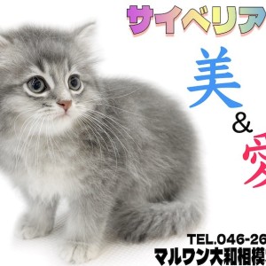 【 サイベリアン 】美しさと愛らしさを兼ね揃えた究極の癒し系!温和な性格もイイ!