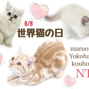 【 お役立て情報 】世界猫の日!港北NT店の猫さんのご紹介!