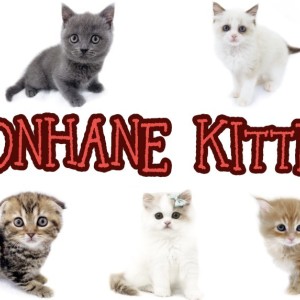 【 8/19ホンハネライフ 】本羽田店には愛嬌たっぷり個性溢れるニャンコが勢揃い！