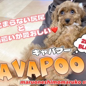 【 MIX 】お手入れ上手で抱っこが大好き!甘えん坊ガールの2ndブログ