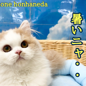 【 本羽ニャンライフ 】まだまだ暑い！ネコちゃんに快適な環境作りを心がけよう