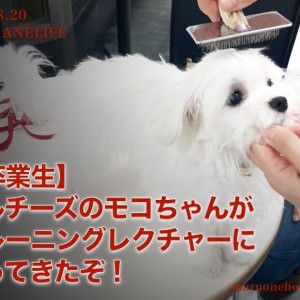 【 8/20本羽わんライフ 】マルチーズのモコちゃんのトレーニング奮闘記
