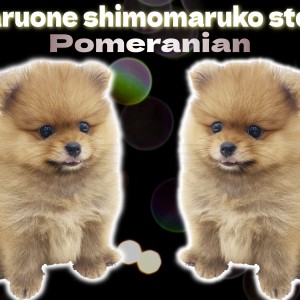 【 ポメラニアン 】濃厚オレンジのタヌキポメ!抜群のルックスと表情に釘付け!