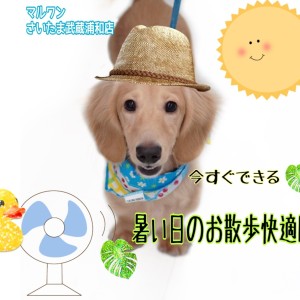 【 暑い日のお散歩対策 】必見!今すぐできる暑い日のお散歩を快適に過ごす方法!