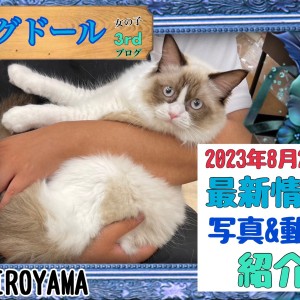 【 ラグドール 】3rd紹介 日々ステキになっていくラグちゃんの最新情報!