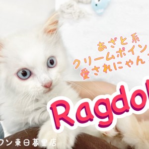 【ラグドール】抱っこ大好きあざと系愛されクリームにゃんこ!