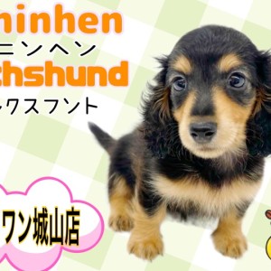 【カニンヘン・ダックスフント】可愛さをギュッと詰め込んだ元気弾ける女の子