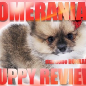 【 ポメラニアン 】白いポイントが魅力!コーギーみたいな毛色を持った珍しいポメ!