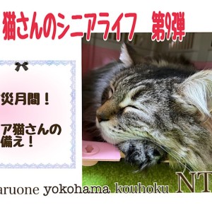 【 お役立て情報 】9月防災月間!シニア猫さんの備え