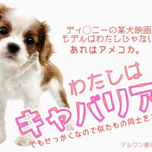 【 キャバリアキングチャールズスパニエル 】某映画のモデル犬?それ実は犬違い!?