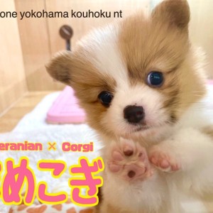 【 ミックス 】初登場!レアなミックス犬、ポメコギちゃん