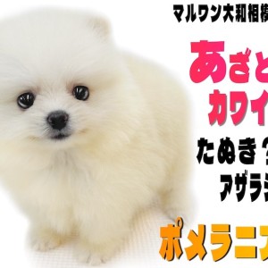 【 ポメラニアン 】閲覧数急上昇中のスターわんこ!大人気のあざらしポメが登場!