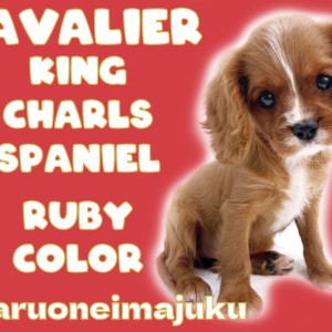 【 キャバリア 】マニアが悶絶!聖地に降臨した希少ルビー&ホワイトの美少女!