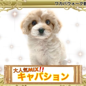 【 MIX 】見逃さないで!入店5日で家族が決まるSNSで大注目MIX