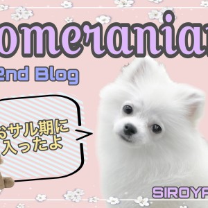 【 ポメラニアン 】2ndブログ サル期に突入しても可愛いポメちゃん