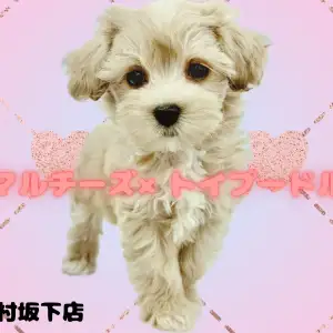 【 マルチーズ×トイプードル 】思わず二度見するほどの小顔!お淑やか系マルプー♪