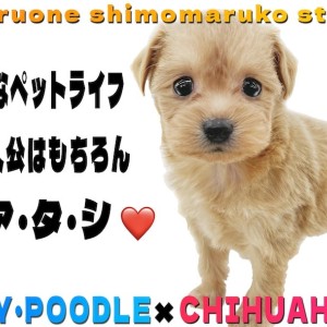 【 MIX 】プードルとチワワのミックス犬!幸せなペットライフの主人公はアタシ!