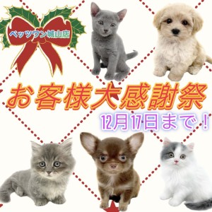 【 お知らせ 】お客様大感謝祭も残りわずか!素敵な出会いを城山店で!