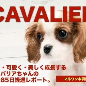 【キャバリア・キングチャールズ・スパニエル】生後85日経過報告!