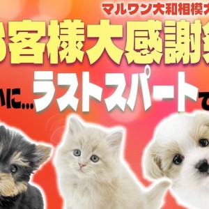 【 お知らせ 】お客様第感謝祭ラストスパート!2023年の最後に最高の出会いを!