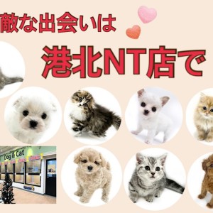 【 お知らせ 】お客様大感謝祭残り6日!素敵な出会いを港北NT店で