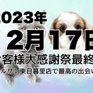 【 お知らせ 】迫る2023年12月17日。お客様大感謝祭終了間近に全頭紹介!
