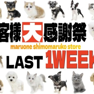 【 お知らせ 】お客様大感謝祭も残り…7日!在籍中わんにゃんを一挙ご紹介!
