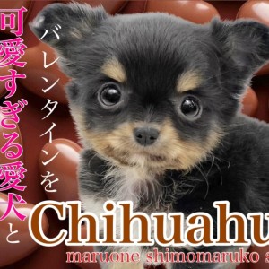 【 チワワ 】キュッと上がった口角がチャーミング!小柄でキュートな女の子!