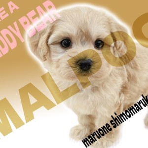 【 MIX 】大きな瞳が印象的なマルプーくんは誰からも愛されるおっとり癒しキャラ