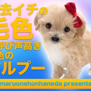 【 マルプー 】過去イチの毛色!の呼び声高き金色の女の子のご紹介!