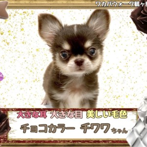 【 チワワ 】大人気チョコタンカラーのミニサイズチワワちゃん