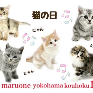 【 お役立て情報 】にゃんにゃんにゃん!猫の日!港北NT店の可愛い在籍猫さん