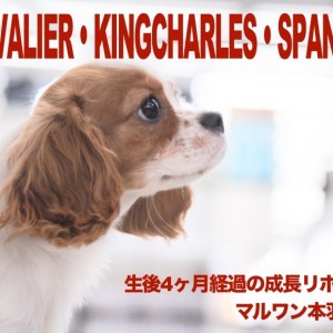【 キャバリア 】生後4ヶ月を経過したマルワン本羽田店のブレンハイム。