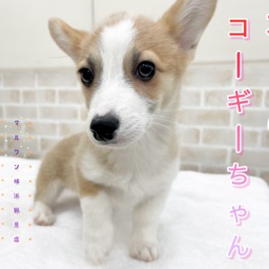 【 ウェルシュコーギーペンブローク 】本日のコーギーちゃん！シャンプーしたよ！