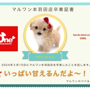 【卒業記念】マルプーちゃん卒業おめでとう!スタッフママよりお祝いの言葉〜卒業ブログ〜