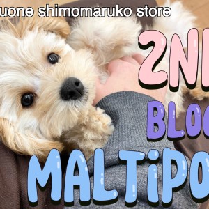 【 MIX 】ワクチン終了!お手入れ優秀!甘えん坊さんに成長中の2ndブログ