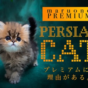 【 ペルシャ 】度肝を抜くほどに愛らしい王道ルックスを持つチンチラゴールデン!