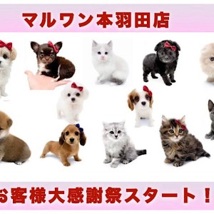 【 お知らせ 】マルワン本羽田店お客様大感謝祭スタート!全頭ご紹介!