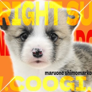 【 コーギー 】リズミカルに歩く姿が可愛すぎる!スタミナ&愛嬌満載の女の子!