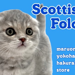 【 スコティッシュフォールド 】まん丸にゃんこの注目ポイントを大公開!