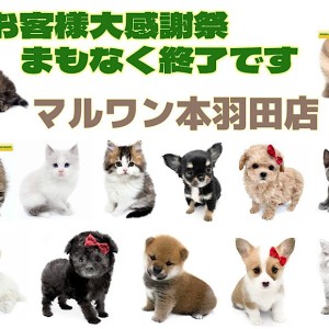 【 カウントダウン 】大感謝祭まもなく終了!本羽田店のゲキカワわんにゃんご紹介!!