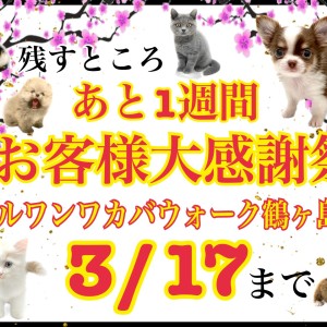 【 お知らせ 】残すところ後1週間!鶴ヶ島店お客様大感謝祭