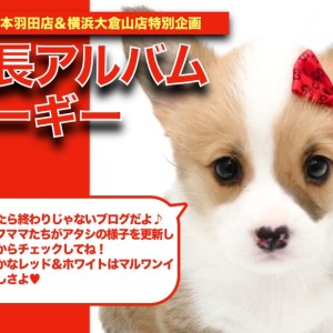 【 コーギー 】マルワン本羽田店「桃尻娘」の成長記録!