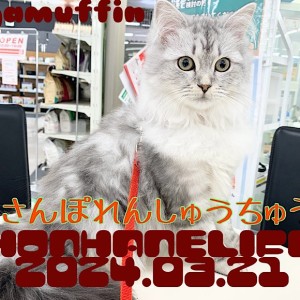 【 ラガマフィン成長ログ 】お散歩の練習がんばるよ〜!