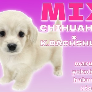 【 MIX 】パパとママのいいとこ取り!遊び好きなあざと男子の登場!
