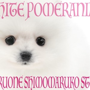 【 ポメラニアン 】超人気の白たぬきポメ!更に小さめサイズでスター街道まっしぐら