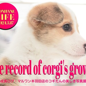 【 コーギー成長ログ 】コギたんの美しきフォトグラフィー・生後78日目の記録