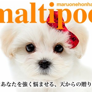 【 MIX 】透き通るホワイトコートにゆる巻きウェーヴヘアが魅力のマルプー紹介!