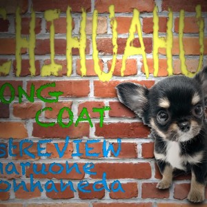 【 チワワ 】トキメキ注意報発令!過去最高のルックスと呼び声高き女の子登場!