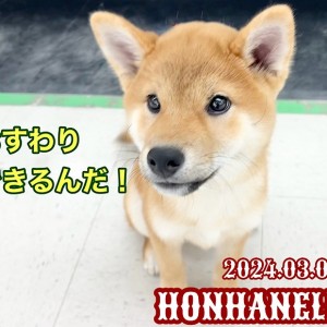 【 柴犬成長ログ 】幼少期は大事!今日も張り切ってトレーニングのシバオくん